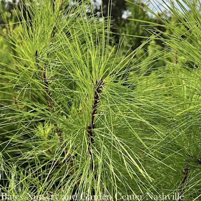 #3 Pinus taeda/ Loblolly Pine Native (TN) - No Warranty