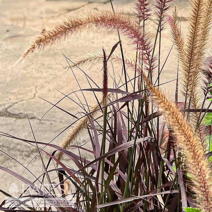 Tropical #3 Grass Pennisetum set Rubrum/ Purple Fountain - No Warranty