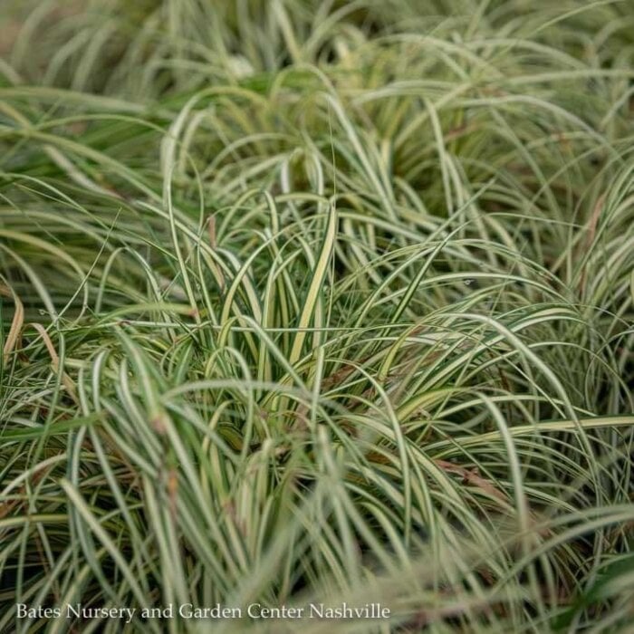 #1 Grass Carex morr Aurea Variegata/ Japanese Sedge