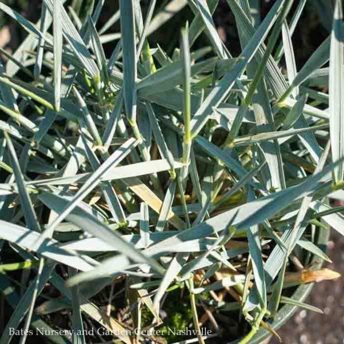 #1 Grass Elymus arenarius Blue Dune/Blue Lyme
