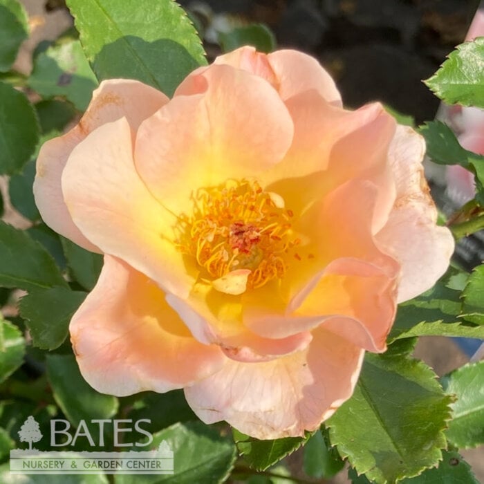 #2 Rosa Nitty Gritty 'Peach'/ Groundcover Rose - No Warranty