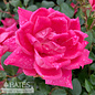 Topiary #3 PT Rosa Pink DOUBLE Knock Out/ Shrub Rose Patio Tree - No Warranty
