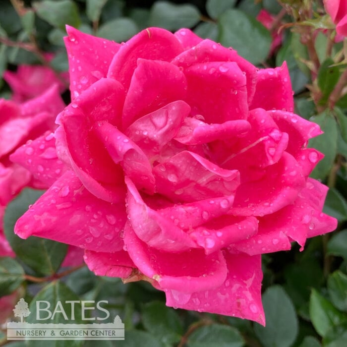 #3 Rosa Pink DOUBLE Knock Out/ Shrub Rose - No Warranty