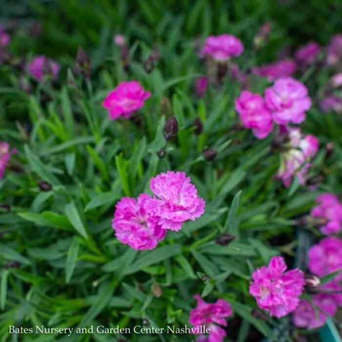 QP Dianthus Mountain Frost Pink PomPom