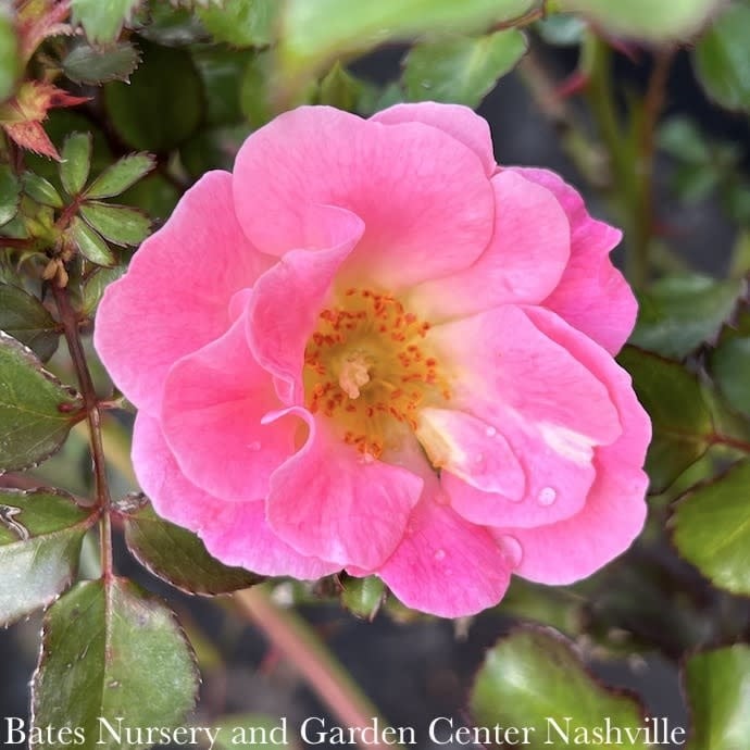 #2 Rosa Blushing Drift/ Light Pink Groundcover Rose - No Warranty