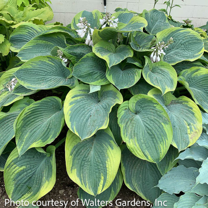 #1 Hosta Terms of Endearment/ Blue, Yellow
