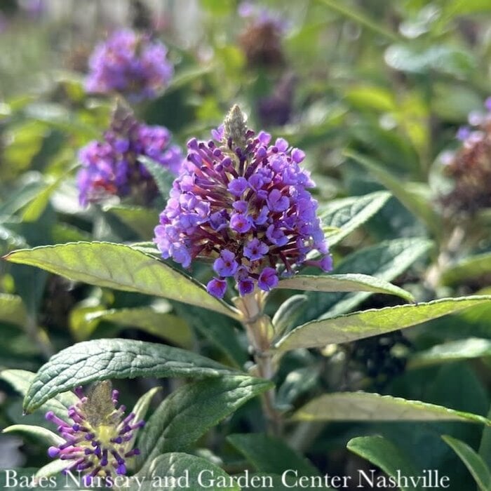#2 Buddleia dav Dapper 'Lavender'/ Butterfly Bush