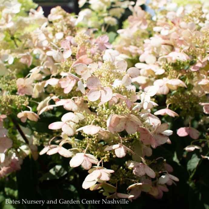 Topiary #3 PT Hydrangea pan PW Quick Fire/ Panicle White to Pink Patio Tree