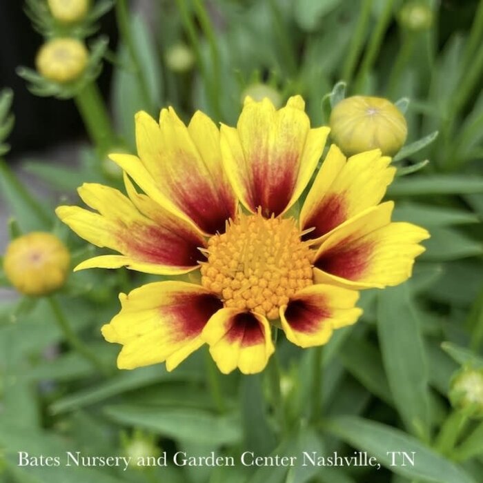#1 Coreopsis x Li'l Bang 'Enchanted Eve'/ Compact Yellow and Red Tickseed