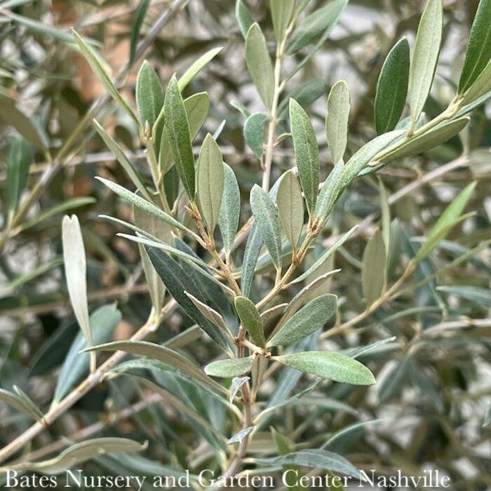 Tropical Edible #5 Olea europaea Arbequina/ Fruiting Olive Tree - No Warranty