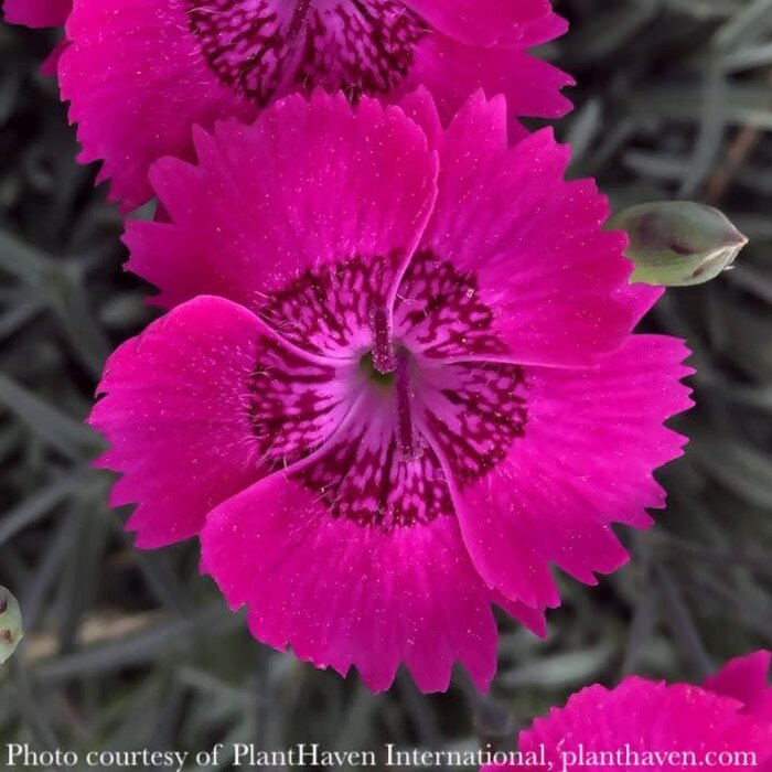 #1 Dianthus x Neon Star Improved/ Fuchsia Pink