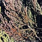 #1 Juniperus horiz Plumosa Compacta/ Creeping Andorra Juniper