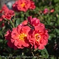 #3 Rosa Cinco De Mayo/ Floribunda Rose - No Warranty