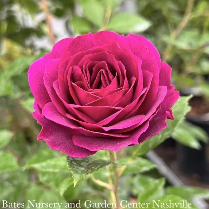#3 Rosa Celestial Night/ Purple Floribunda Rose  - No Warranty