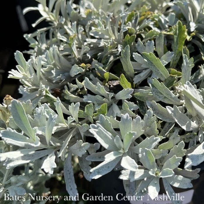 #1 Artemisia x Garden Ghost/ Wormwood
