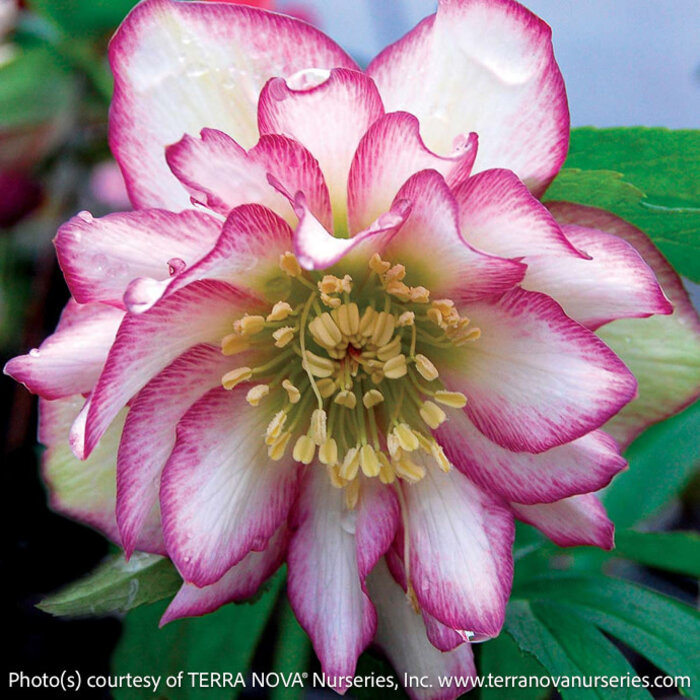 #1 Helleborus Winter Jewels 'Rose Quartz'/ Lenten Rose