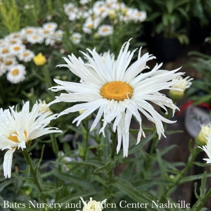 #1 Leucanthemum Amazing Daisies 'Spun Silk'/ Shasta Daisy