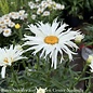 #1 Leucanthemum Amazing Daisies 'Spun Silk'/ Shasta Daisy