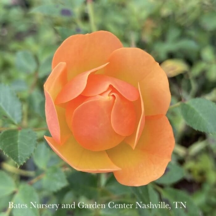 #2 Rosa Itsy Bitsy Peach/ Miniature Rose - No Warranty