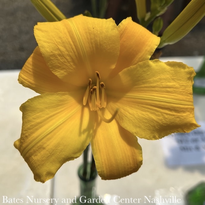 #1 Hemerocallis Buttered Popcorn/ Yellow Daylily