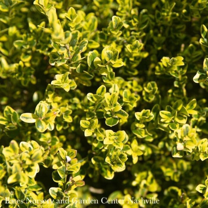21-24" Buxus micro Golden Dream/ Variegated Boxwood
