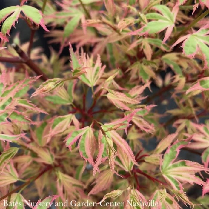 #20 BOX Acer pal Butterfly/ Upright Variegated Japanese Maple