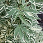 #20 BOX Acer pal Butterfly/ Upright Variegated Japanese Maple