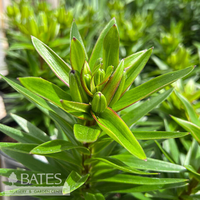 8P Lilium FantAsiatic 'Red'/ Asiatic Lily