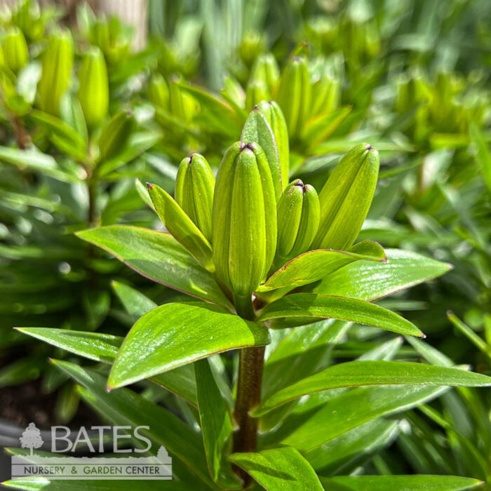 8P Lilium FantAsiatic 'Yellow"/ Asiatic Lily