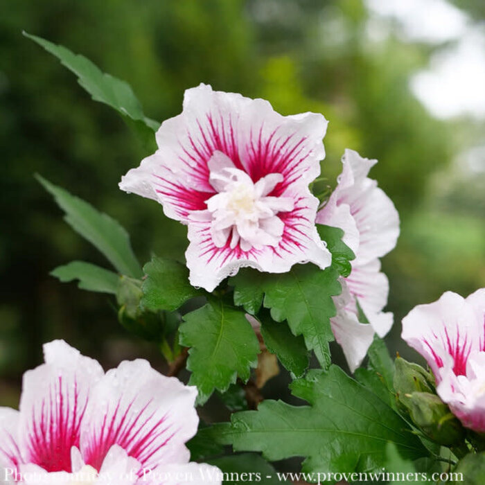 #3 Hibiscus syr PW Starblast Chiffon/ Pink and White Rose of Sharon/ Althea