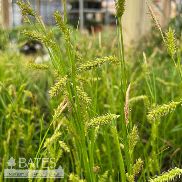 #1 Grass Carex stricta/ Tussock Sedge Native (TN)