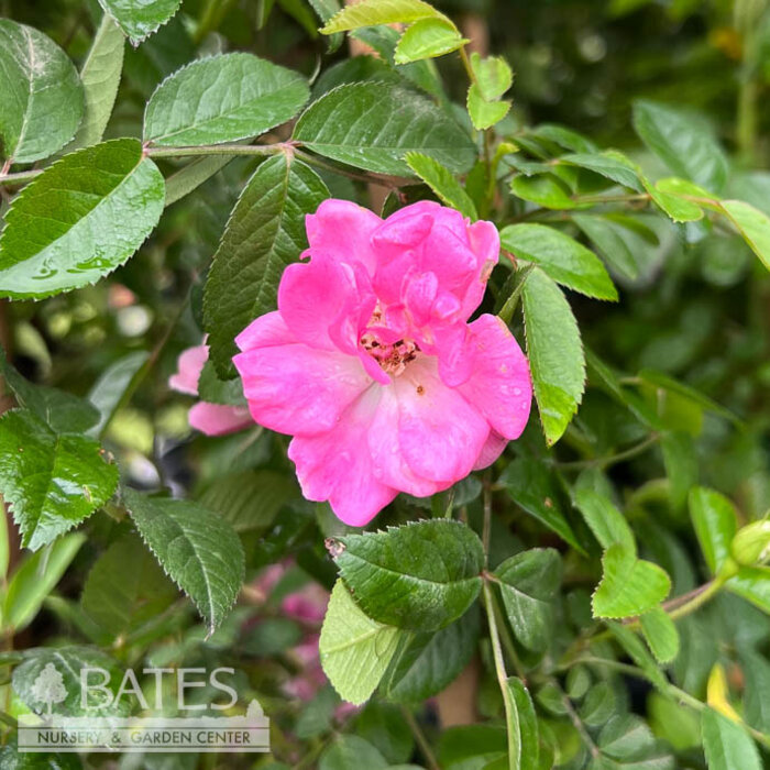 #3 Rosa Peggy Martin/ Semi-Thornless Pink Climbing Rose - No Warranty