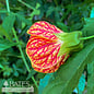 Tropical 10P Abutilon Tiger Eye/ Flowering Maple - No Warranty