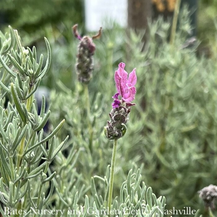 #1 Lavandula The Princess/ Spanish Lavender - No Warranty