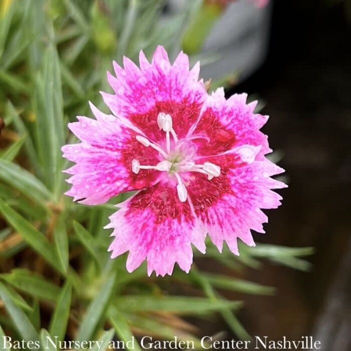 #1 Dianthus x Everbloom 'Plum Glory'/ Pink