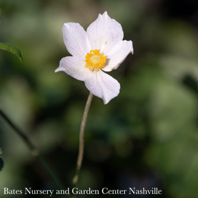 #1 Anemone sylvestris/ White Snowdrop Windflower