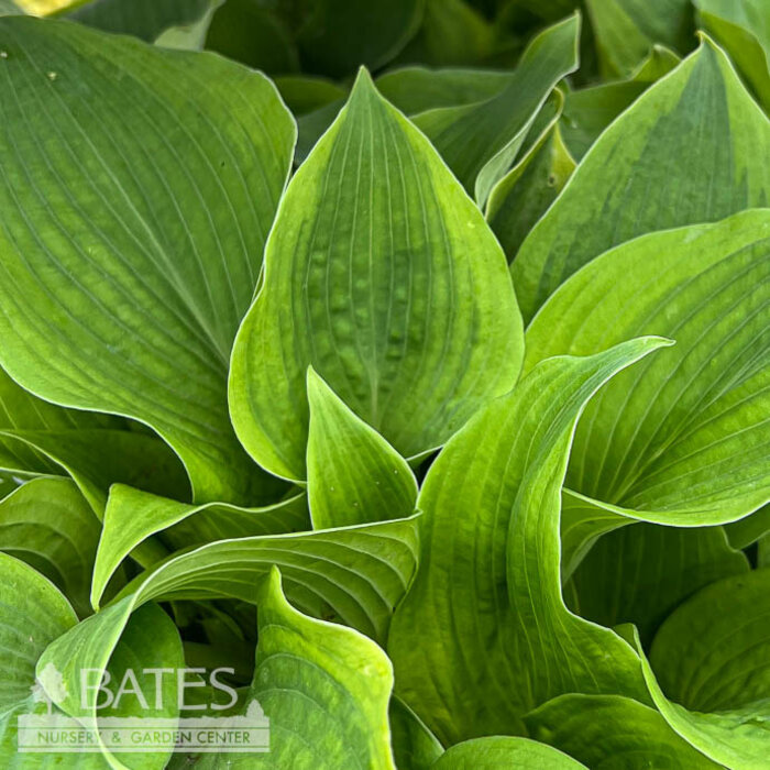 #1 Hosta Climax/ Variegated Green, Gold