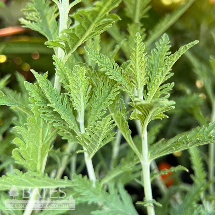 #1 Perovskia atriplicifolia/ Russian Sage