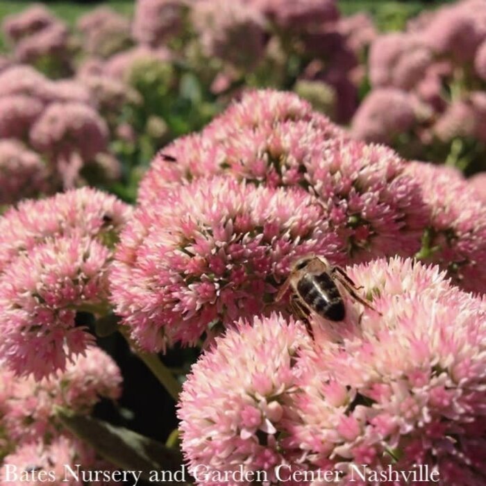 #1 Sedum spectabile Autumn Joy/ Stonecrop