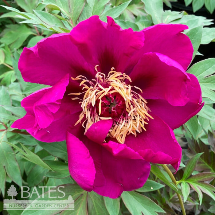 #2 Paeonia Purple Sensation/ Itoh Peony