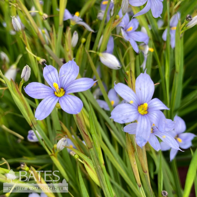 #1 Sisyrinchium ang Blue Note/ Blue-Eyed Grass Native (TN)