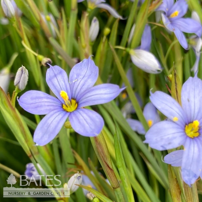 #1 Sisyrinchium ang Blue Note/ Blue-Eyed Grass Native (TN)
