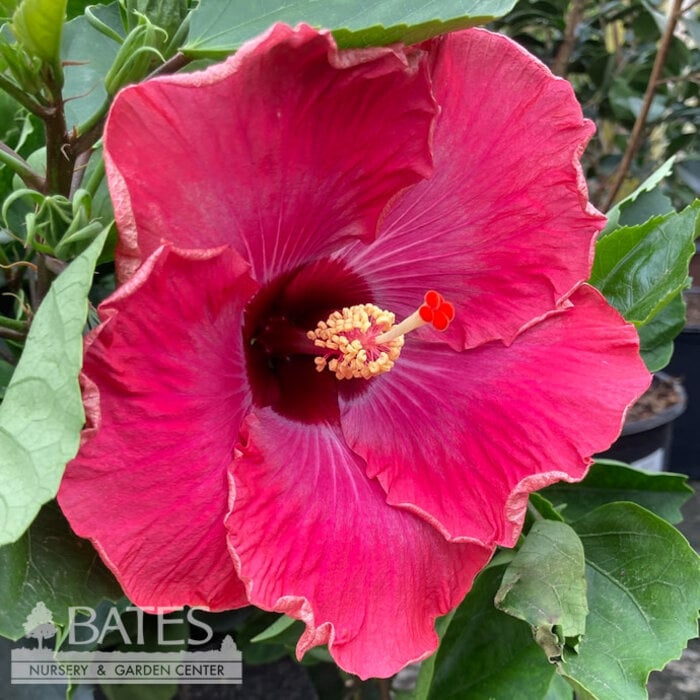 Tropical #5 Hibiscus Rumrunner/ Purple to Pink with Orange to Yellow Edges