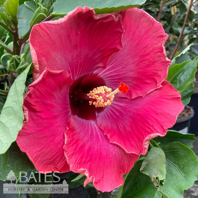Tropical #5 Hibiscus Rumrunner/ Purple to Pink with Orange to Yellow Edges