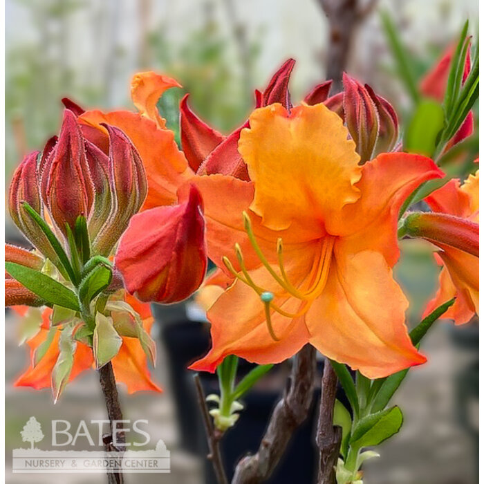 #3 Rhododendron calendulaceum/ Deciduous Flame Azalea Native (TN)
