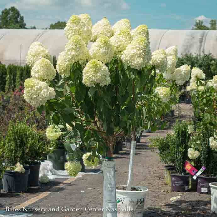 Topiary #15 PT Hydrangea pan Limelight/ White Panicle Patio Tree