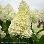 Topiary #15 PT Hydrangea pan Limelight/ White Panicle Patio Tree