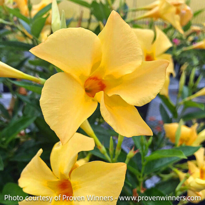 Tropical #2 STK Mandevilla PW Sun Parasol 'Sunbeam'/ Yellow