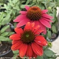 #1 Echinacea x PW Sombrero 'Tres Amigos'/ Compact Pink to Red Coneflower