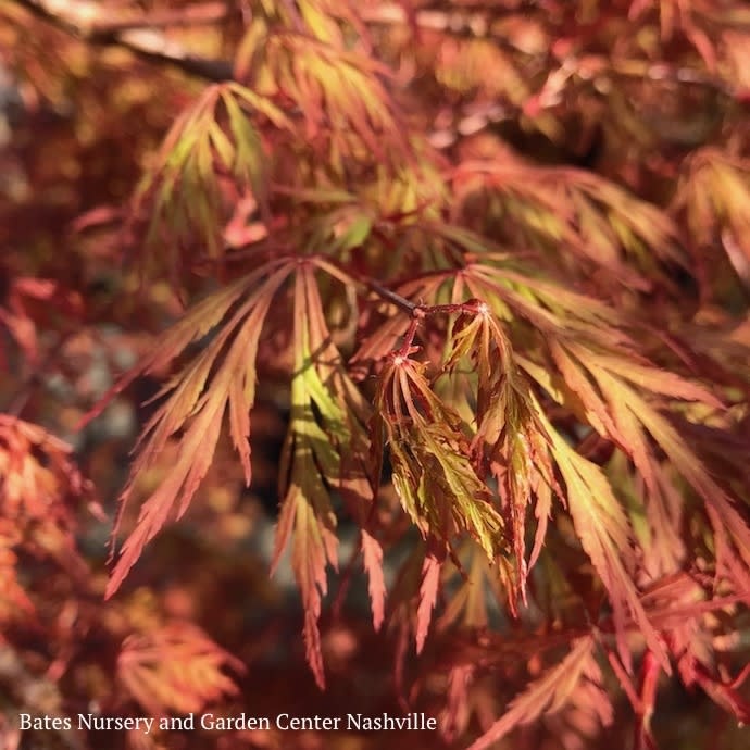 #5 Acer pal var diss Orangeola/ Red Weeping Japanese Maple